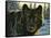 Black Wolf-Bruce Miller-Framed Stretched Canvas