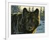 Black Wolf-Bruce Miller-Framed Giclee Print