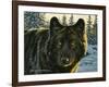 Black Wolf-Bruce Miller-Framed Giclee Print