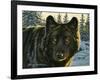 Black Wolf-Bruce Miller-Framed Giclee Print