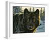 Black Wolf-Bruce Miller-Framed Giclee Print