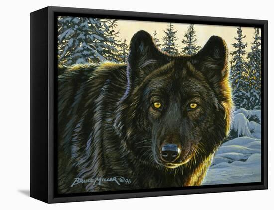 Black Wolf-Bruce Miller-Framed Stretched Canvas