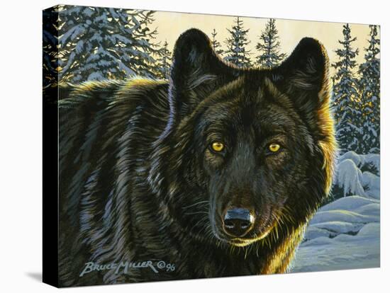 Black Wolf-Bruce Miller-Stretched Canvas