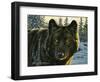 Black Wolf-Bruce Miller-Framed Premium Giclee Print