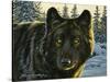 Black Wolf-Bruce Miller-Stretched Canvas