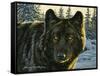 Black Wolf-Bruce Miller-Framed Stretched Canvas