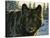 Black Wolf-Bruce Miller-Stretched Canvas