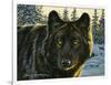 Black Wolf-Bruce Miller-Framed Giclee Print