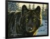 Black Wolf-Bruce Miller-Framed Giclee Print