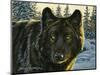 Black Wolf-Bruce Miller-Mounted Giclee Print