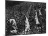 Black Women Picking Cotton in Fields-null-Mounted Photographic Print