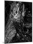 Black Wood-Design Fabrikken-Mounted Photographic Print