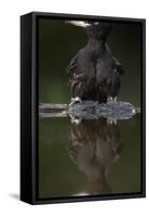 Black Woodpecker (Dryocopus Martius) at Water, Pusztaszer, Hungary, May 2008-Varesvuo-Framed Stretched Canvas