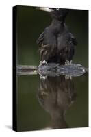 Black Woodpecker (Dryocopus Martius) at Water, Pusztaszer, Hungary, May 2008-Varesvuo-Stretched Canvas