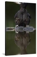 Black Woodpecker (Dryocopus Martius) at Water, Pusztaszer, Hungary, May 2008-Varesvuo-Stretched Canvas