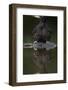 Black Woodpecker (Dryocopus Martius) at Water, Pusztaszer, Hungary, May 2008-Varesvuo-Framed Photographic Print