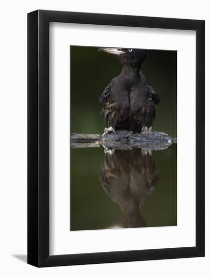 Black Woodpecker (Dryocopus Martius) at Water, Pusztaszer, Hungary, May 2008-Varesvuo-Framed Photographic Print