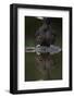 Black Woodpecker (Dryocopus Martius) at Water, Pusztaszer, Hungary, May 2008-Varesvuo-Framed Photographic Print