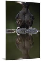 Black Woodpecker (Dryocopus Martius) at Water, Pusztaszer, Hungary, May 2008-Varesvuo-Mounted Photographic Print