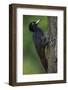 Black Woodpecker (Dryocopus Martius) Pusztaszer, Hungary, May 2008-Varesvuo-Framed Photographic Print