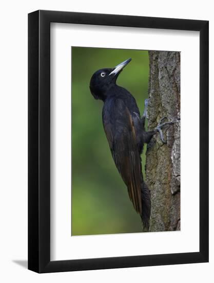 Black Woodpecker (Dryocopus Martius) Pusztaszer, Hungary, May 2008-Varesvuo-Framed Photographic Print