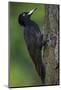 Black Woodpecker (Dryocopus Martius) Pusztaszer, Hungary, May 2008-Varesvuo-Mounted Photographic Print