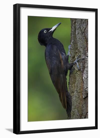 Black Woodpecker (Dryocopus Martius) Pusztaszer, Hungary, May 2008-Varesvuo-Framed Photographic Print