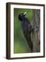 Black Woodpecker (Dryocopus Martius) Pusztaszer, Hungary, May 2008-Varesvuo-Framed Photographic Print