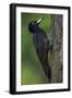 Black Woodpecker (Dryocopus Martius) Pusztaszer, Hungary, May 2008-Varesvuo-Framed Photographic Print