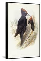 Black Woodpecker (Dryocopus Martius)-John Gould-Framed Stretched Canvas