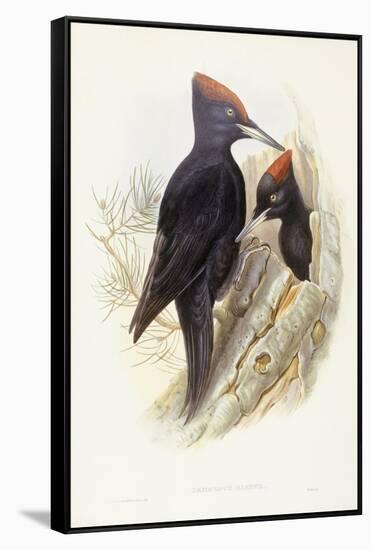 Black Woodpecker (Dryocopus Martius)-John Gould-Framed Stretched Canvas