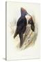 Black Woodpecker (Dryocopus Martius)-John Gould-Stretched Canvas