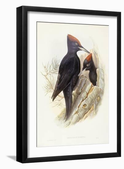 Black Woodpecker (Dryocopus Martius)-John Gould-Framed Premium Giclee Print