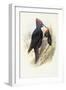 Black Woodpecker (Dryocopus Martius)-John Gould-Framed Premium Giclee Print