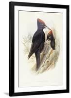 Black Woodpecker (Dryocopus Martius)-John Gould-Framed Giclee Print