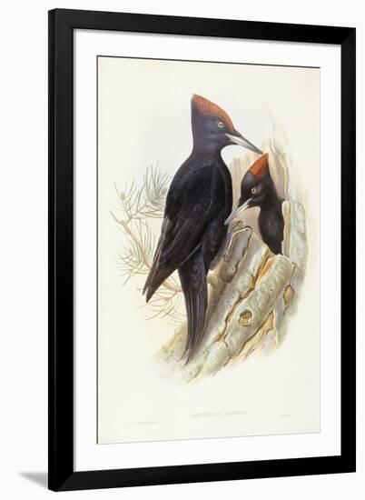 Black Woodpecker (Dryocopus Martius)-John Gould-Framed Giclee Print