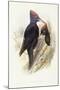 Black Woodpecker (Dryocopus Martius)-John Gould-Mounted Giclee Print