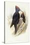 Black Woodpecker (Dryocopus Martius)-John Gould-Stretched Canvas