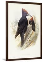 Black Woodpecker (Dryocopus Martius)-John Gould-Framed Giclee Print