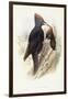 Black Woodpecker (Dryocopus Martius)-John Gould-Framed Giclee Print