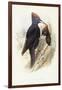 Black Woodpecker (Dryocopus Martius)-John Gould-Framed Giclee Print