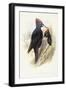 Black Woodpecker (Dryocopus Martius)-John Gould-Framed Giclee Print