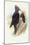 Black Woodpecker (Dryocopus Martius)-John Gould-Mounted Giclee Print