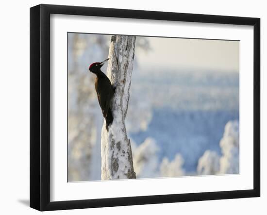 Black woodpecker male on snowy tree trunk, Kuusamo, Finland, February.-Markus Varesvuo-Framed Photographic Print