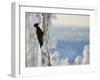 Black woodpecker male on snowy tree trunk, Kuusamo, Finland, February.-Markus Varesvuo-Framed Photographic Print