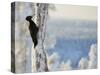 Black woodpecker male on snowy tree trunk, Kuusamo, Finland, February.-Markus Varesvuo-Stretched Canvas