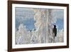 Black woodpecker male perched on tree, Kuusamo, Finland-Markus Varesvuo-Framed Photographic Print