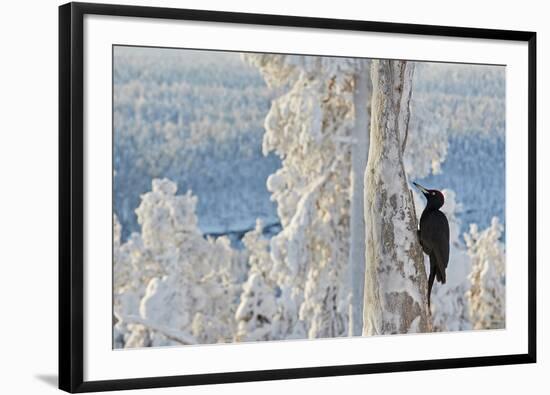 Black woodpecker male perched on tree, Kuusamo, Finland-Markus Varesvuo-Framed Photographic Print