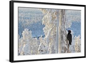 Black woodpecker male perched on tree, Kuusamo, Finland-Markus Varesvuo-Framed Photographic Print