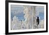 Black woodpecker male perched on tree, Kuusamo, Finland-Markus Varesvuo-Framed Photographic Print